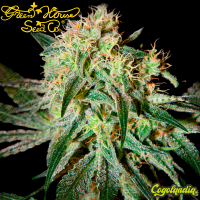 Damn Sour - Green House Seeds Semillas Feminizadas