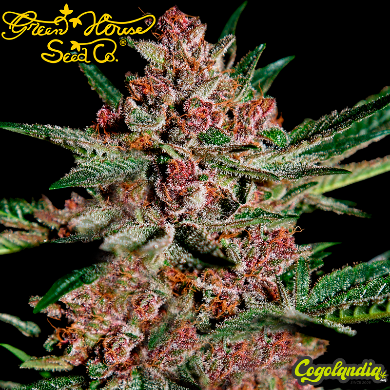 Bubba Kush - Green House Seeds