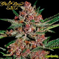 Bubba Kush - Green House Seeds