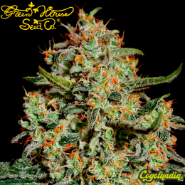 Big Bang - Green House Seeds Semillas Feminizadas