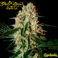 Arjan's Haze 3 - Green House Seeds Semillas Feminizadas