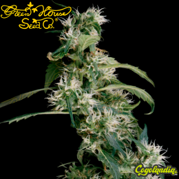 Arjan's Haze 2 - Green House Seeds