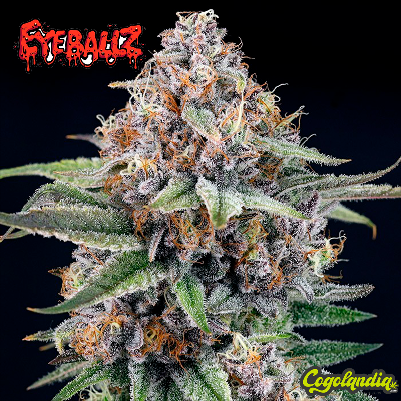 Eye Ballz - Ripper Seeds