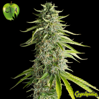 Viejo Toby - Eva Seeds