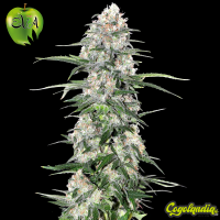 Jamiacan CBD - Eva Seeds