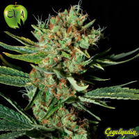 Only CBD - Eva Seeds