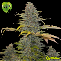 Furious Candy - EVA SEEDS