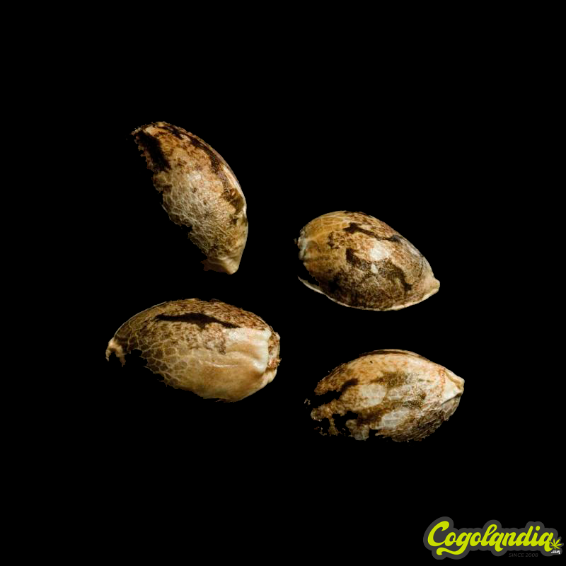 Chocolope - DNA Genetics