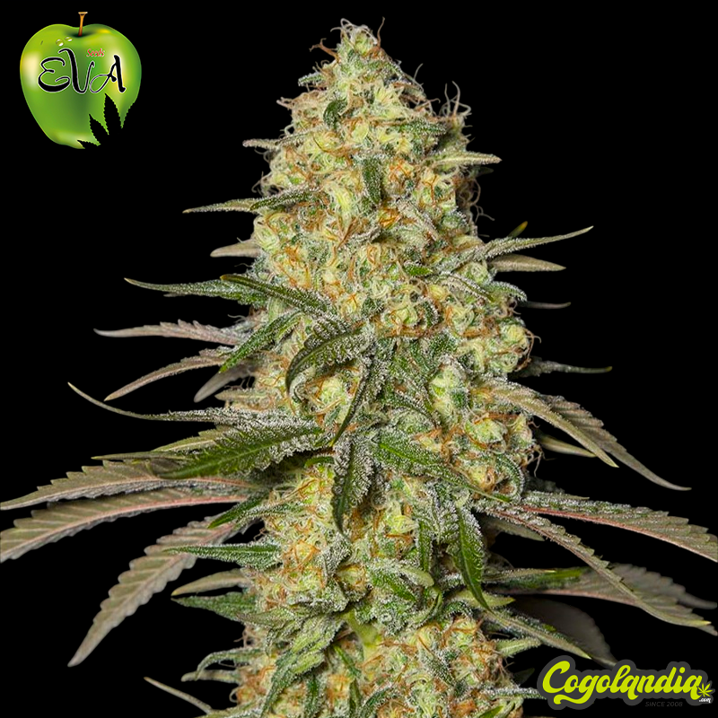 Black Dream - EVA SEEDS