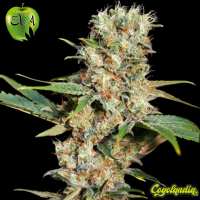 Missing in Barcelona - EVA SEEDS