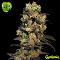 Pink Plant - Eva Seeds Semillas Feminizadas