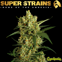 Crackers - Super Strains