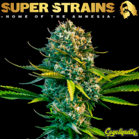 Next of Kin - Super Strains