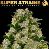 Ibiza Farmer's - Super Strains