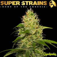 La Jefa - Super Strains