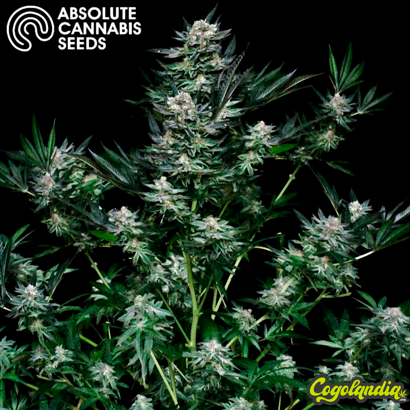 Critigal+ - Absolute Seeds