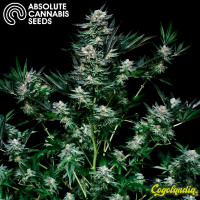 Critigal+ - Absolute Seeds