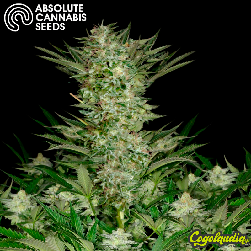 Absolute Herer - Absolute Seeds Semillas Feminizadas