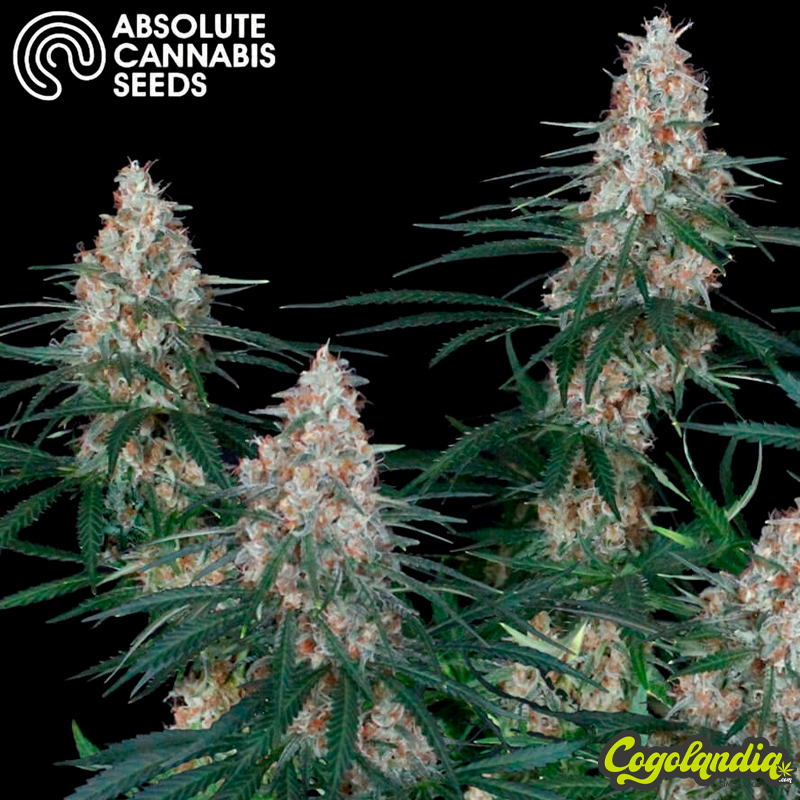 Utopía - Absolute Seeds Semillas Feminizadas
