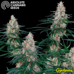 Utopía - Absolute Seeds Semillas Feminizadas