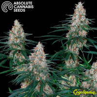 Utopía - Absolute Seeds Semillas Feminizadas