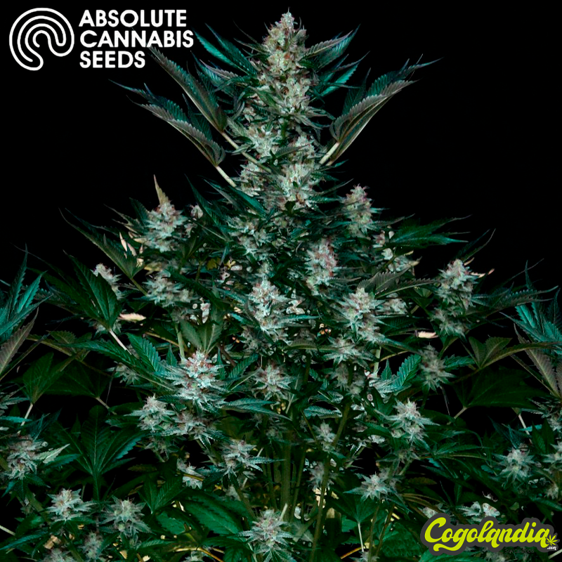 Rittus Haze - Absolute Cannabis Seeds Positronics Feminizadas