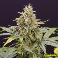 Chocolate Mint OG Auto - Humboldt