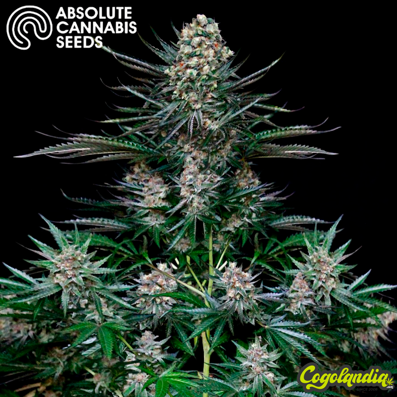 Nordes - Absolute Cannabis Seeds
