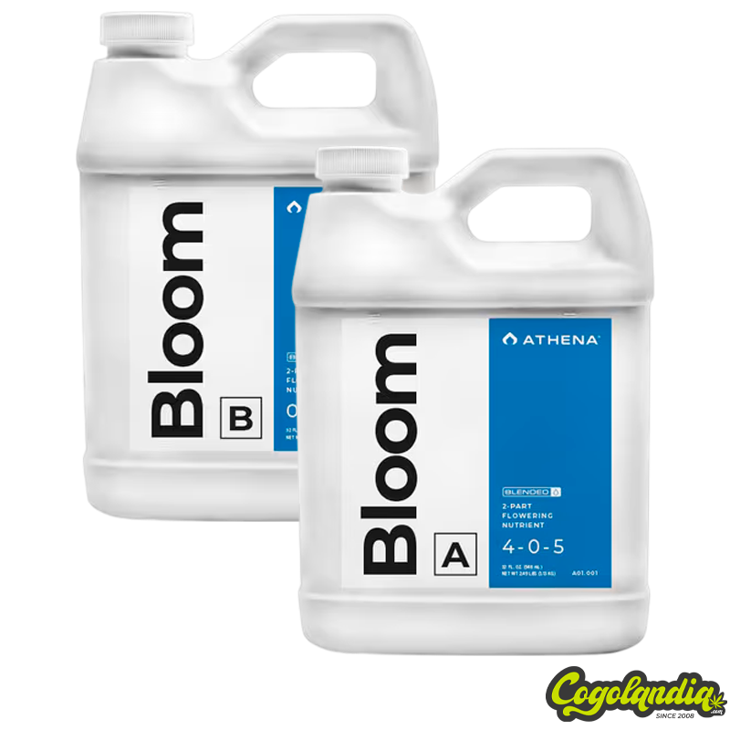 Bloom A + B - Athena