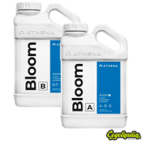 Bloom A + B - Athena