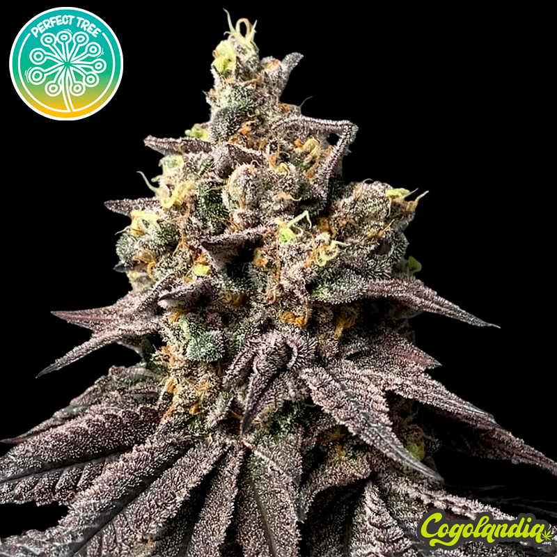Peach Clouds - Perfect Tree