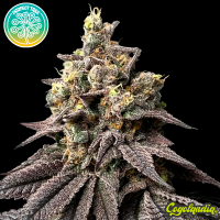 Peach Clouds - Perfect Tree