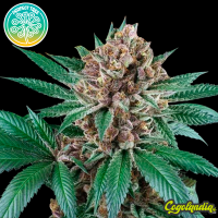 Iced Peach - Perfect Tree