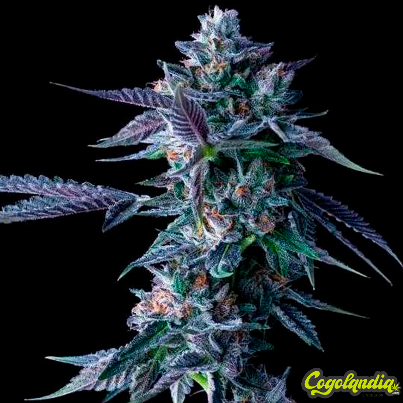 Chocolope - DNA Genetics