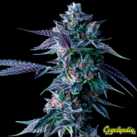Chocolope - DNA Genetics