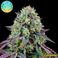 Rainbow Triangle - Perfect Tree