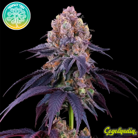 Lemon Coconut Fat Bomb - Perfect Tree Seeds