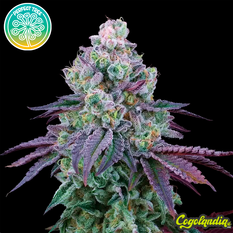 Coconut Chalice - Perfect Tree Seeds