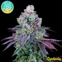 Coconut Chalice - Perfect Tree Seeds