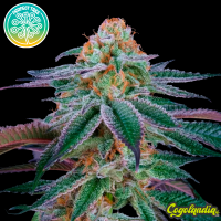 Mimozz - Perfect Tree Seeds