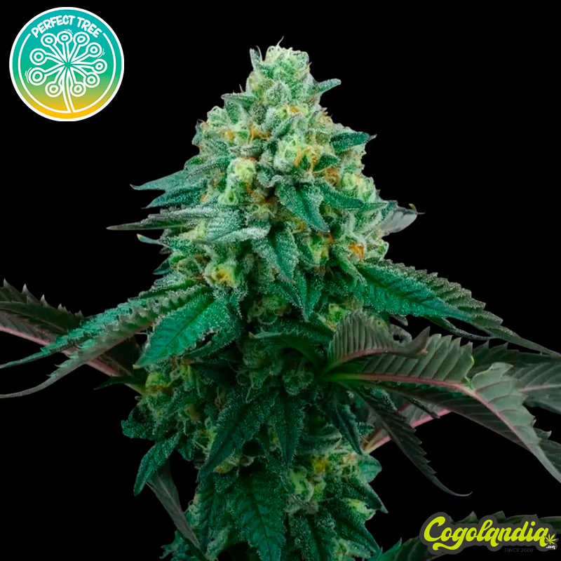 Pink Gasoline - Perfect Tree Seeds