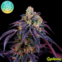 Loukoum - Perfect Tree Seeds