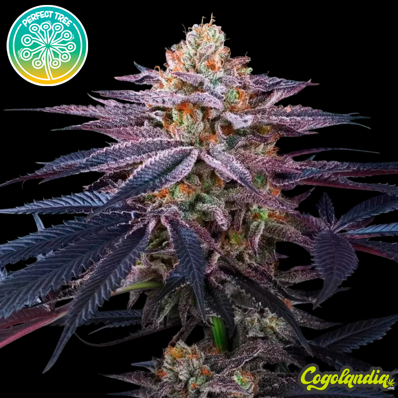 Rotten Apple - Perfect Tree Seeds