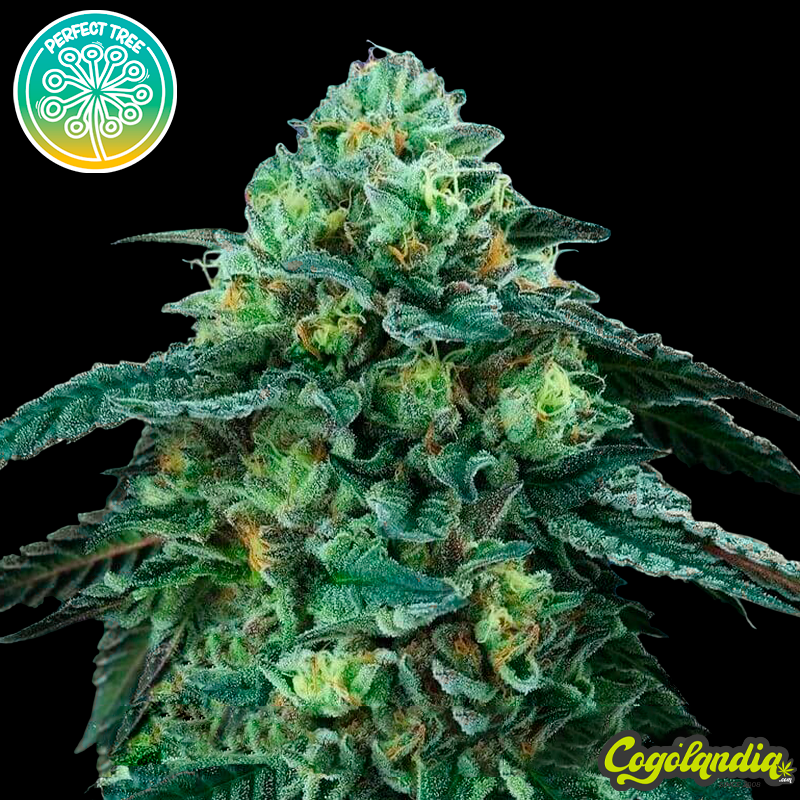 Bingsu - Perfect Tree Seeds