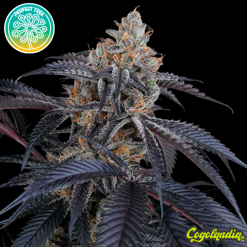 Peach Lassi - Perfect Tree Seeds