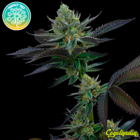 Capri Zun - Perfect Tree Seeds Semillas Feminizadas