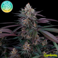 Spritz - Perfect Tree Seeds