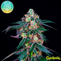 Midnight Sunset - Perfect Tree Seeds