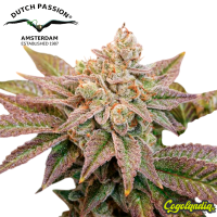 Kerosene Krash - Dutch Passion