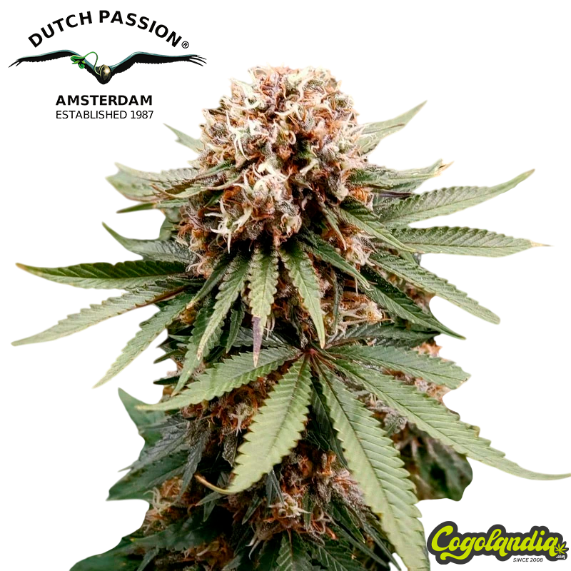 Power Plant - Dutch Passion Semillas Feminizadas